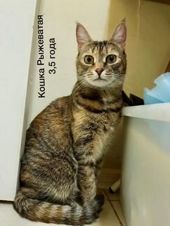 Кошка (семья кошек)