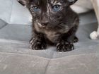 Ориентальные котята SoloOrio Bianka объявление продам
