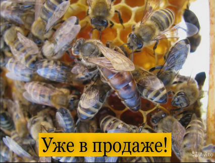 Пчеломатки - фотография № 1