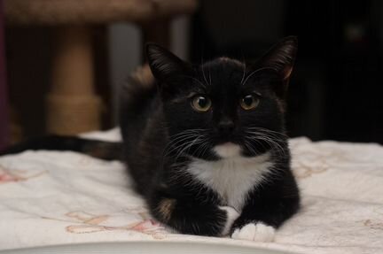 Урочка котенок