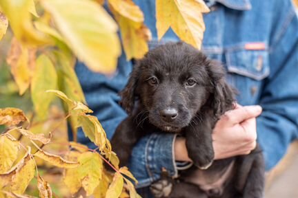 Щенулька Блэки в дар