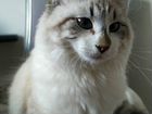 Котенок Невская маскарадная 7 месяцев объявление продам
