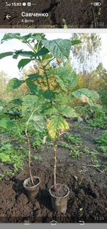 Малина Таруссо. Принимаю заказы на следующий год