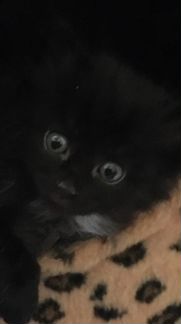 Котёнок девочка 2 месяца