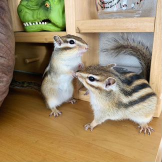 Бурундуки домашие