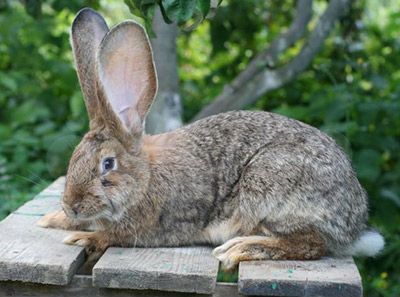 Кролики породы Немецкий ризен