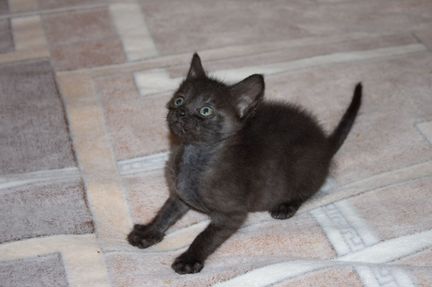 Котенок, мальчик, 2 месяца