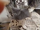 Шотландские котята с документами и коты на вязку объявление продам