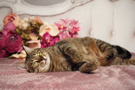 Кошечка Мусенька