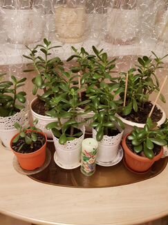 Денежный лес