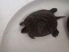 Черепаха водоплавующая