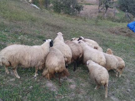Овцы бараны ягнята оптом - фотография № 1