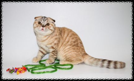 Редчайший котенок - кот черепахового окраса