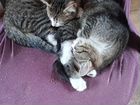 Котята сестрички в добрые руки
