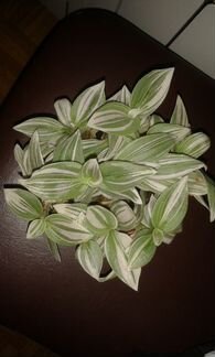 Традесканция трехцветная