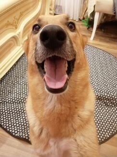 Ищем заботливую семью