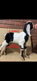 Козочки и козлики камори-нубийские и козочки англо