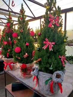 Ель живая в горшочке 90см