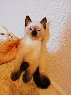 сиамская кошка девочка