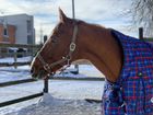 Высокий надежный Тракененский мерин Продам лошадь