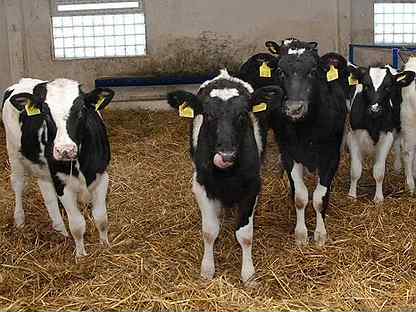 Бычки телята