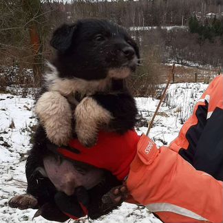 Собака