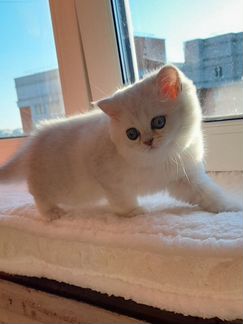 Шиншилла, мальчик