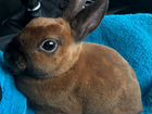 Продам карликового кролика