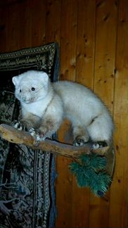 Чучело куницы
