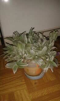 Традесканция трехцветная