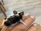 Мышь карликовая японская объявление продам