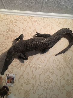 Чучело из настоящего крокодила Куба 160 см