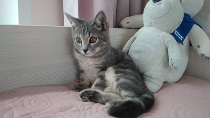Котенок метис британца