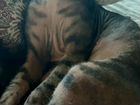 Донской сфинкс тигровые котята объявление продам