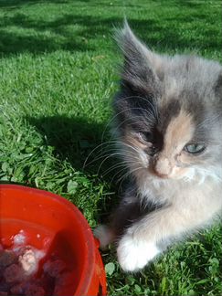 Котята для счастья