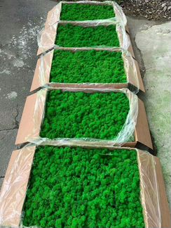 Мох стабилизированный