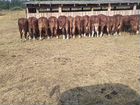 Бычки и быки на мясо быки на племя объявление продам