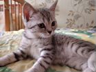 Шотландская короткошерстная кошка объявление продам