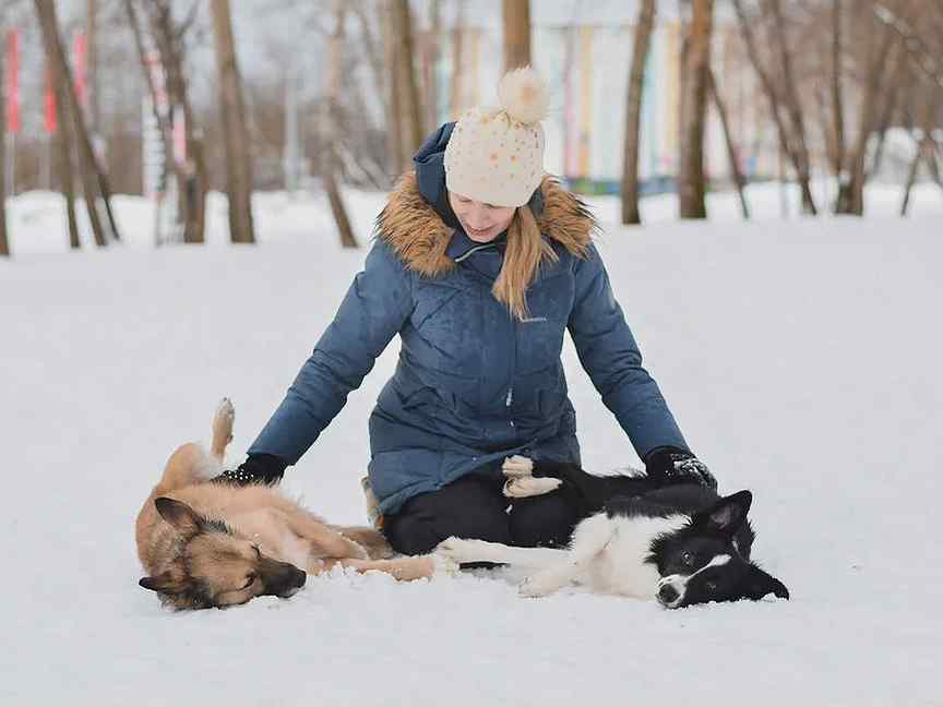 Одинцово собаки. Занятия с собаками Одинцово.