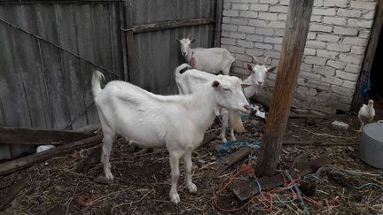 Козлы нубийские и козы - фотография № 4