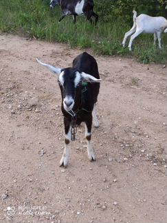 Молодая коза - фотография № 3