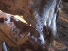 Коровы дойная Айширская порода теленок бычок
