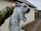 Продам кроликов объявление продам