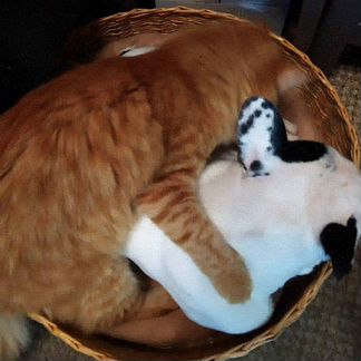 Плетеные лежачки для собачек и кошек