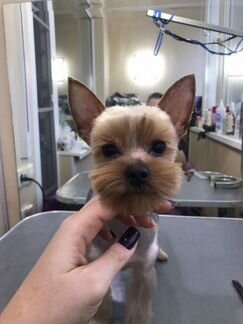 Стрижка и тримминг всех пород собак