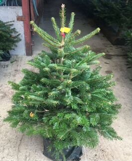 Елка новогодняя