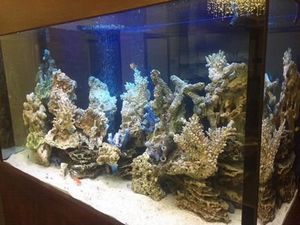 Обслуживание аквариумов