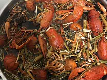 домашние. живых. раки батайск. фото ракаф. раки батайск.