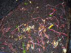 Калифорнийские черви, биогумус