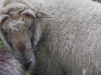 бараны на племя